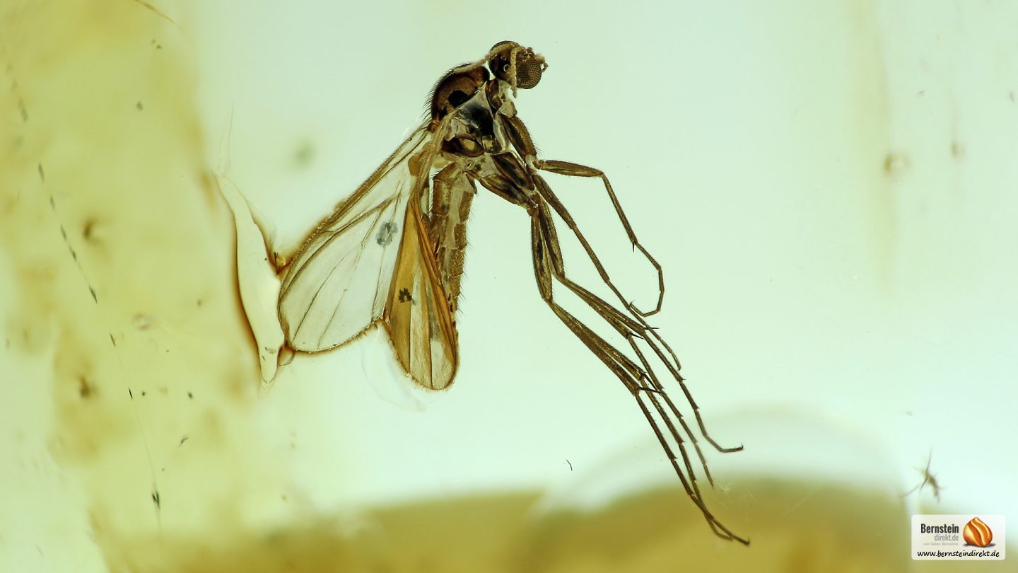 Mücke als Inkluse, Mücke als Einschluss im Baltischen Bernstein